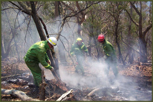 Department of Sustainability and Environment