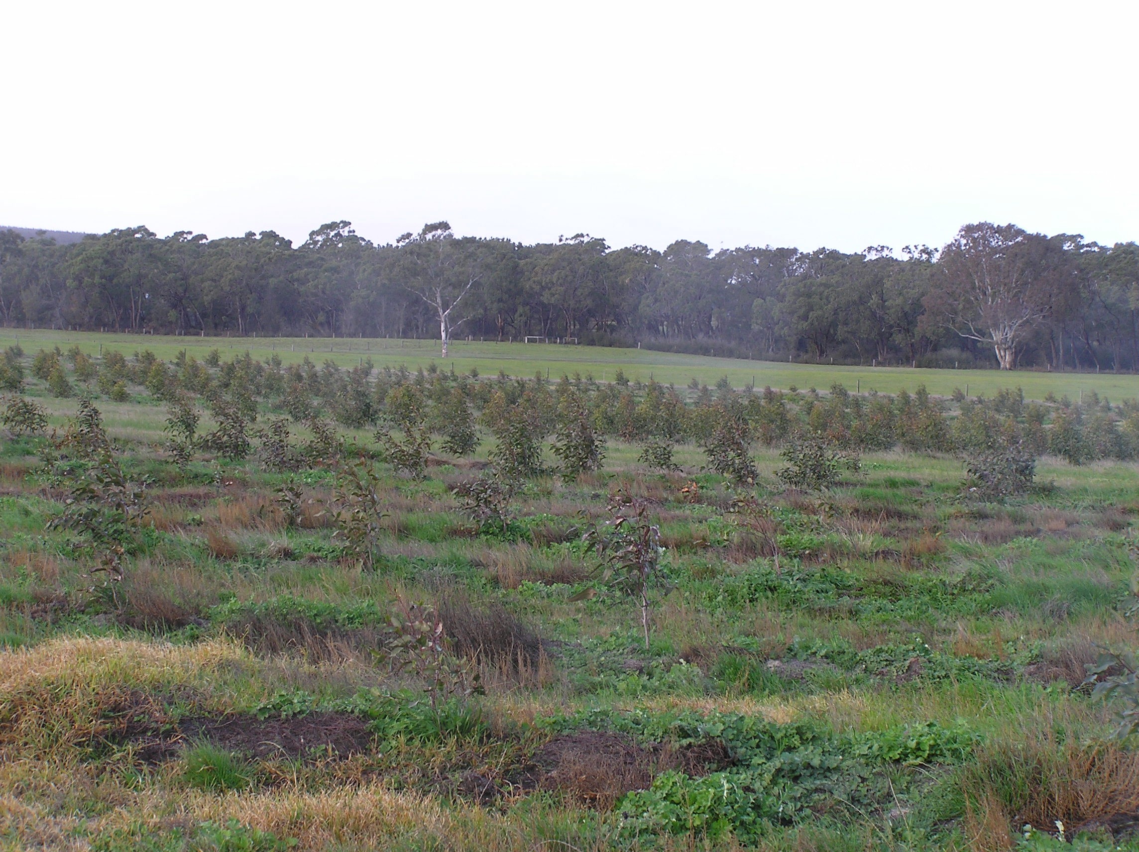 Eucalypts Growing