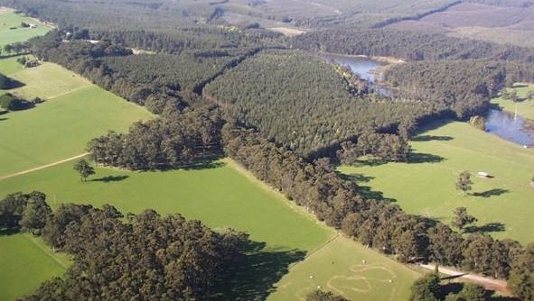 Eucalypt Plantation