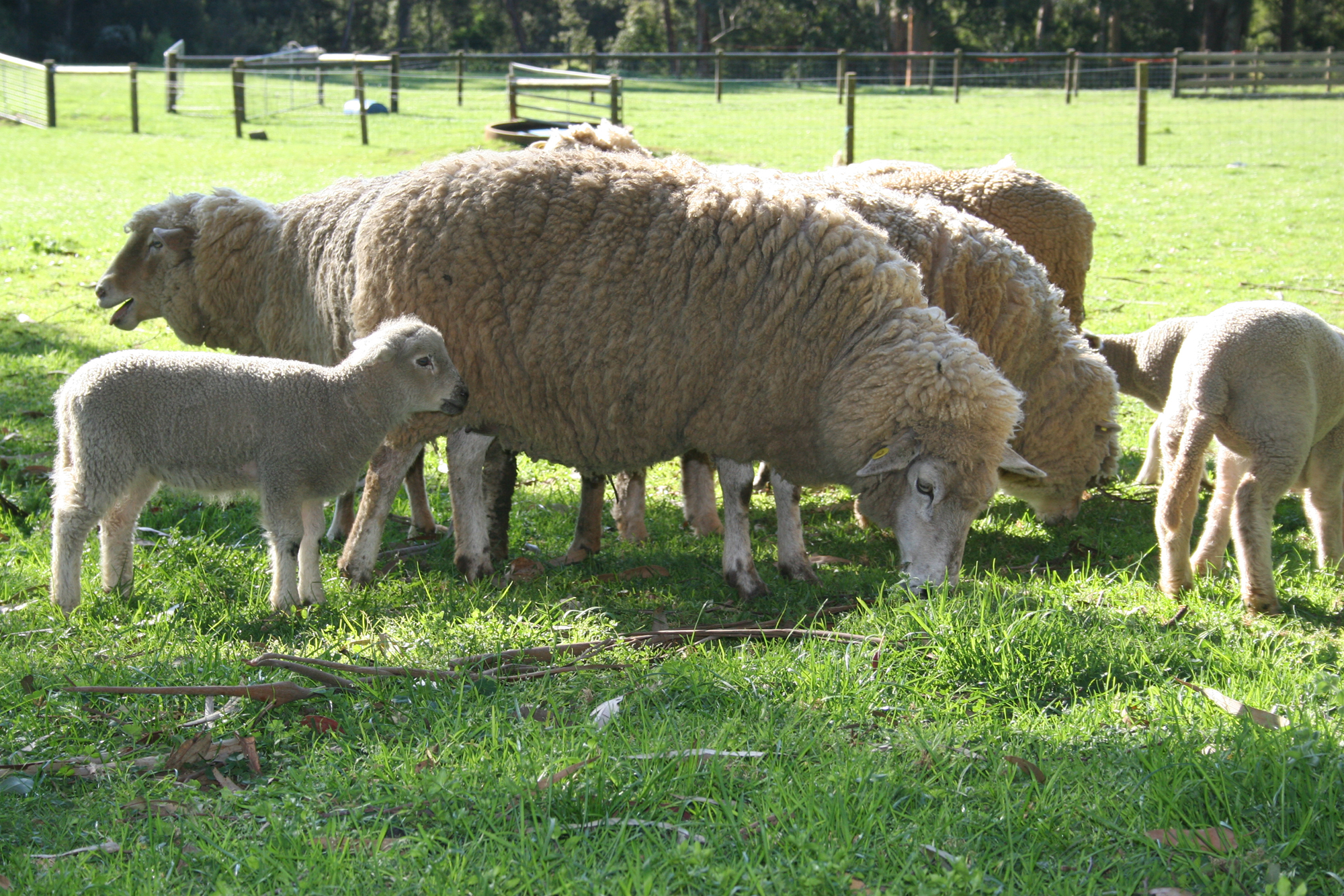 sheep