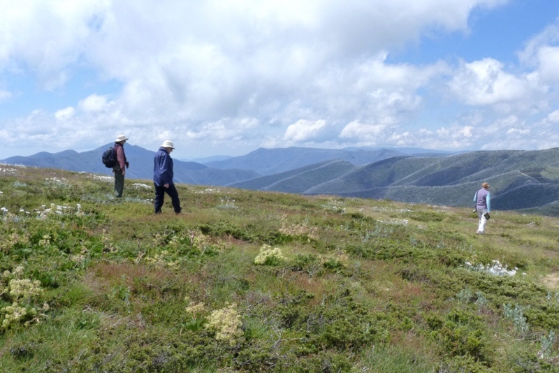Alpine Walk