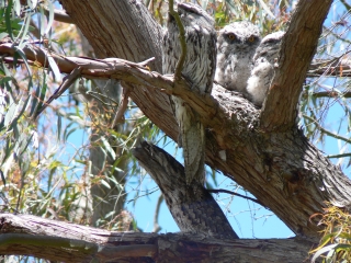 Spot Tawny frog mouth and chicks