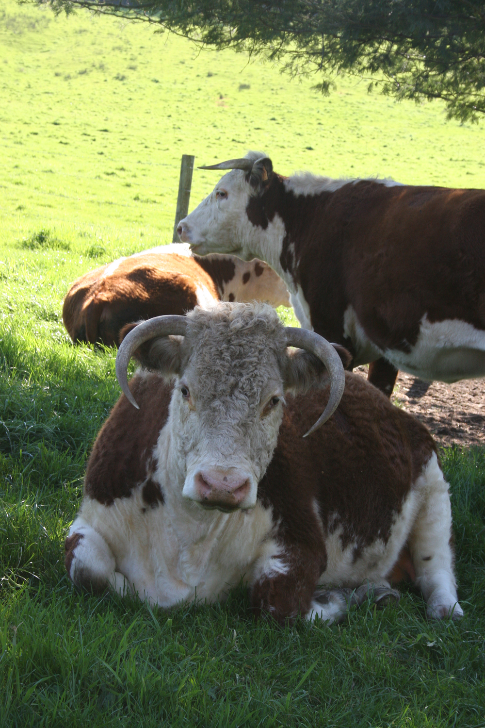 Cow1