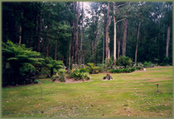 Noojee Accommodation