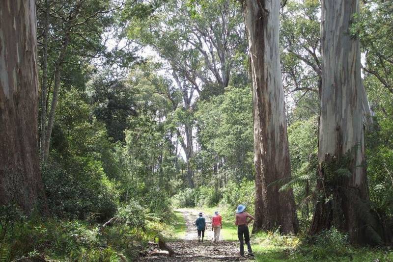 Errinundra forests