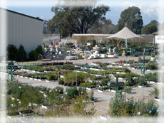 Traralgon West Nursery