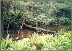 Noojee Accommodation