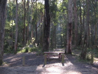 Lyrebird Forest Walk delights and captures all visitors...